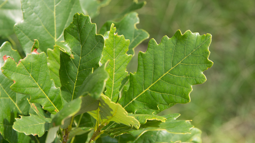 Quercus × warei REGAL PRINCE листья