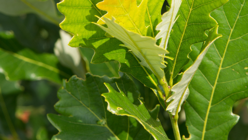 Quercus × warei REGAL PRINCE листья