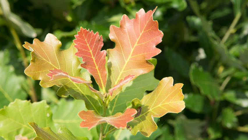 Quercus × warei REGAL PRINCE листья