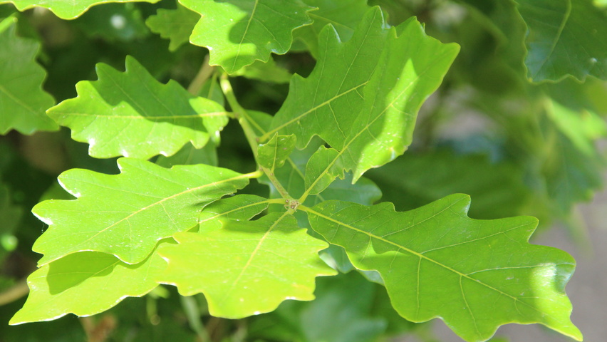 Quercus × warei REGAL PRINCE листья