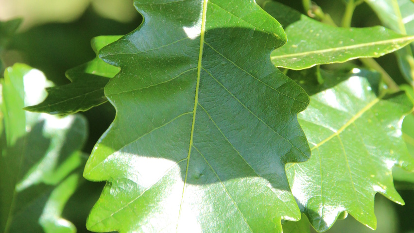 Quercus × warei REGAL PRINCE листья