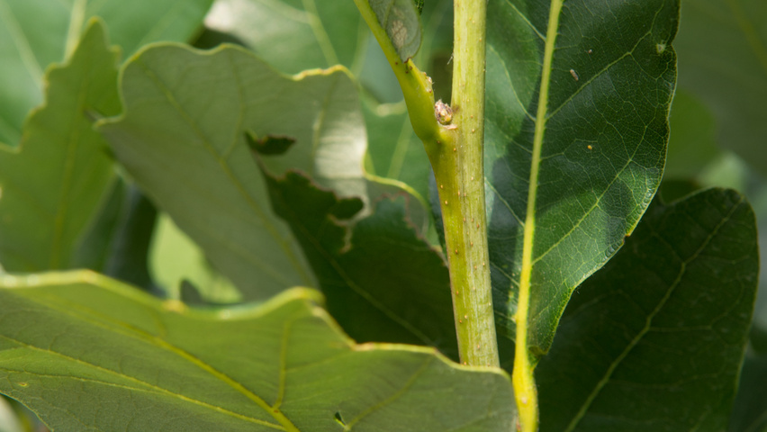 Quercus × warei REGAL PRINCE ветви