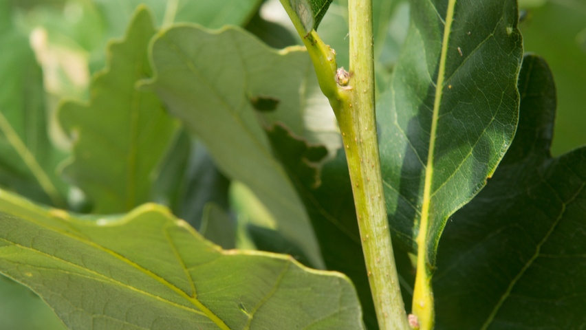 Quercus × warei REGAL PRINCE ветви