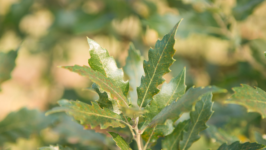 Quercus x kewensis Feuilles