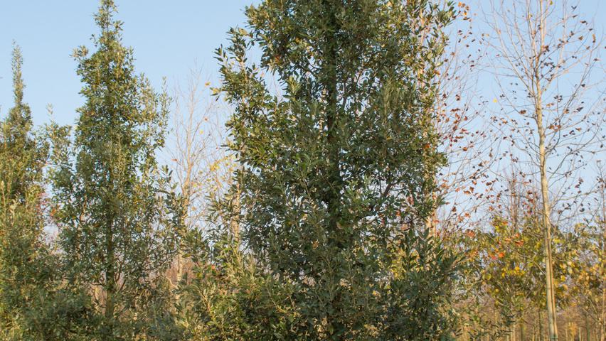 Quercus x kewensis branchus de la base