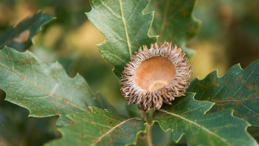 Quercus x kewensis fruits
