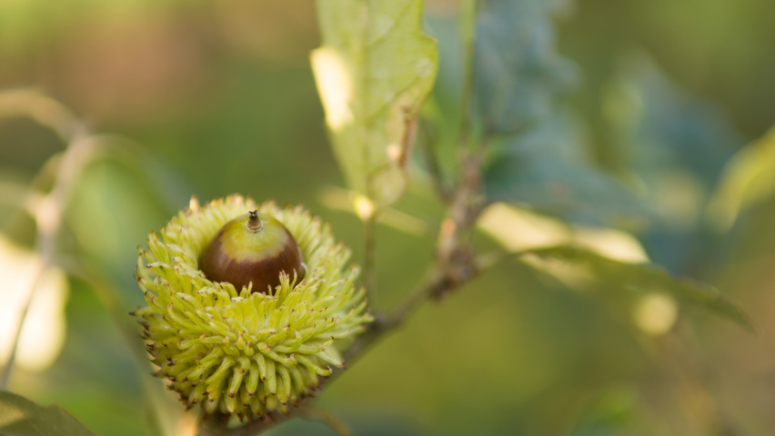 Quercus x kewensis fruits