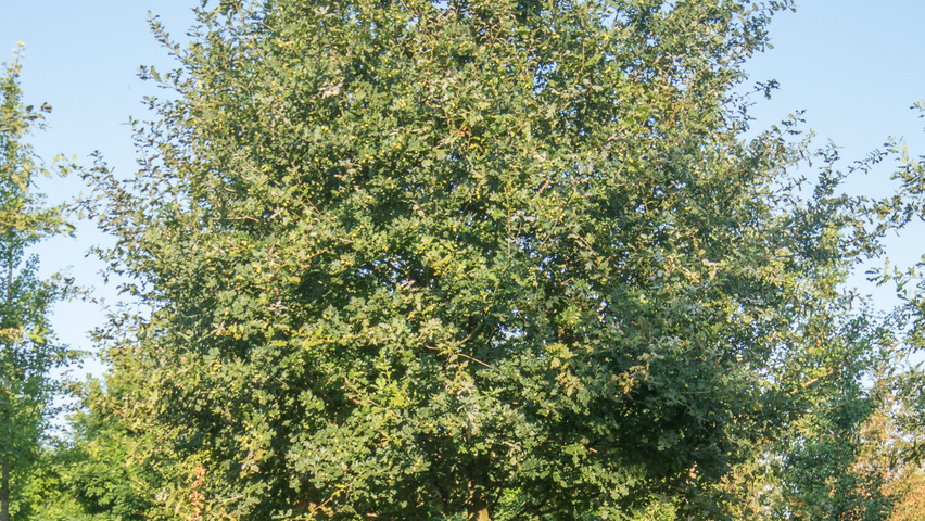 Quercus petraea hoogstam