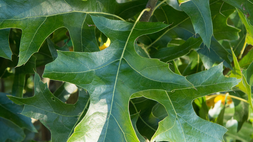 Quercus palustris 'Green Pillar' Blatt