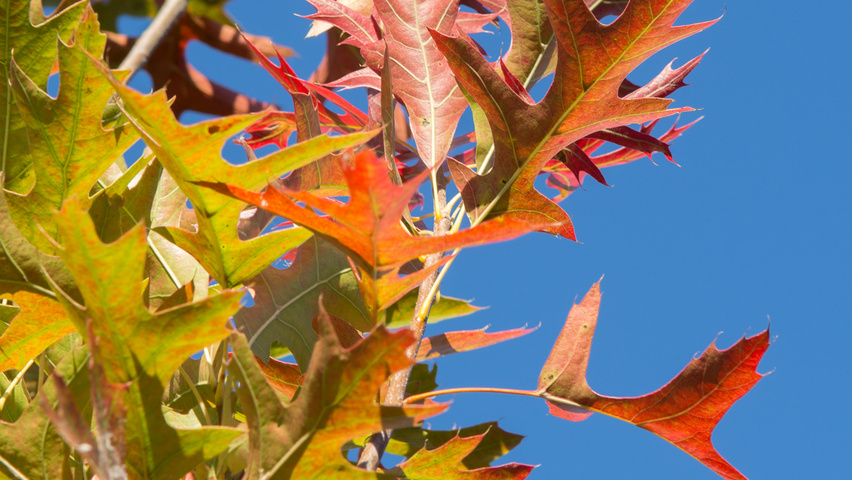Quercus palustris 'Green Pillar' Herbstblatt