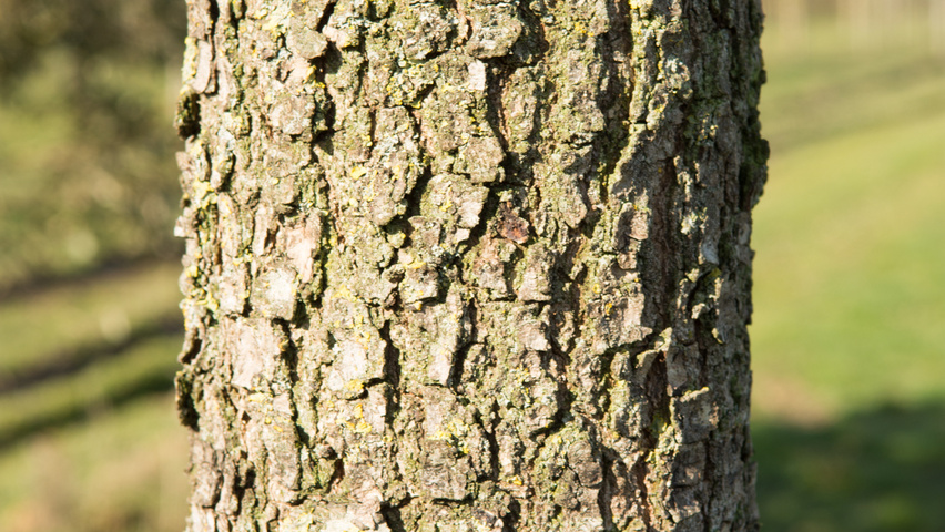 Quercus pubescens bast