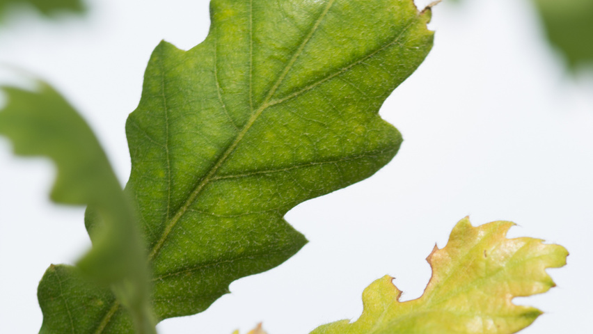 Quercus pubescens blad