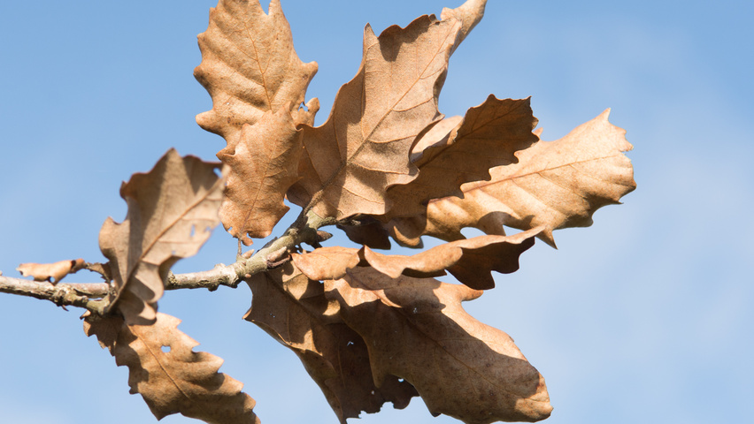 Quercus pubescens herfstblad