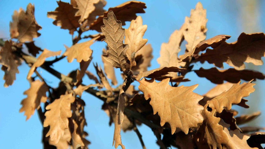 Quercus pubescens herfstblad