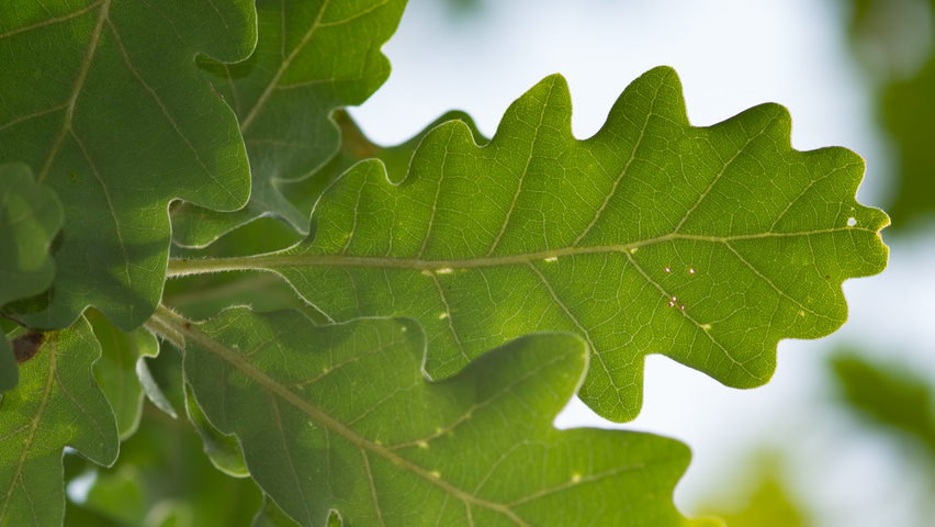 Quercus pubescens blad