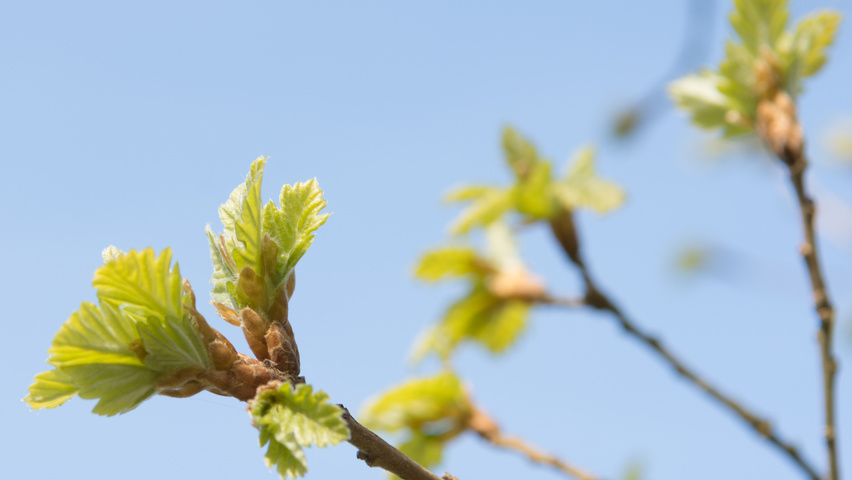 Quercus pubescens blad
