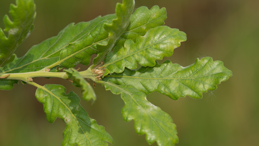 Quercus pubescens blad