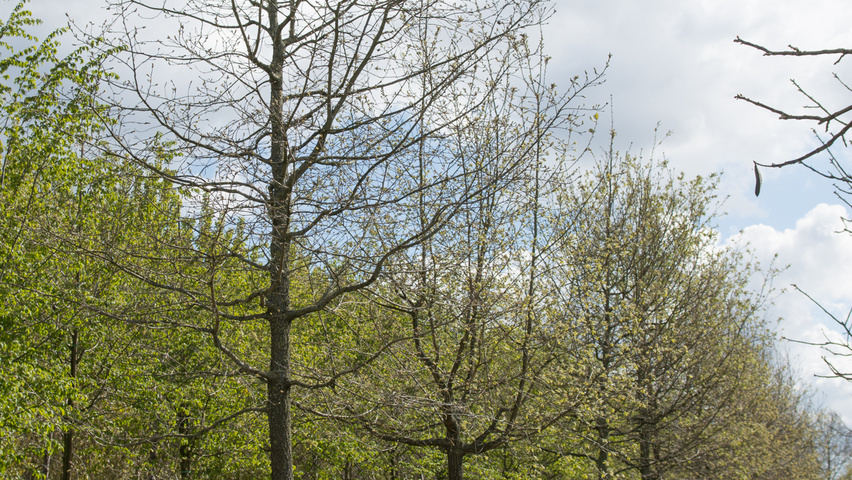 Quercus pubescens hoogstam