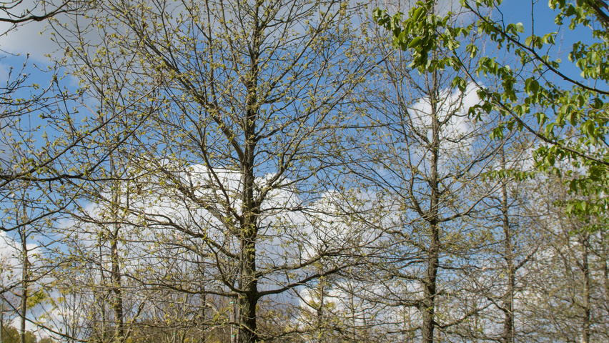 Quercus pubescens hoogstam