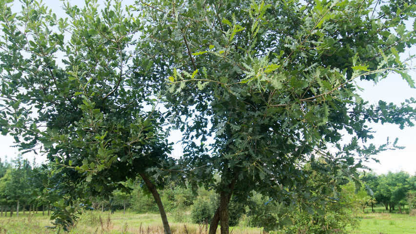 Quercus pubescens meerstammig