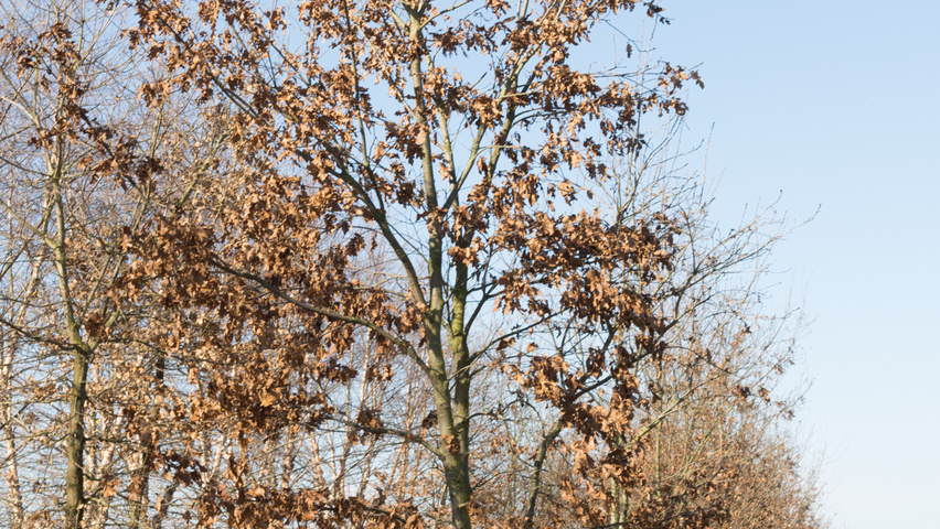 Quercus pubescens meerstammig