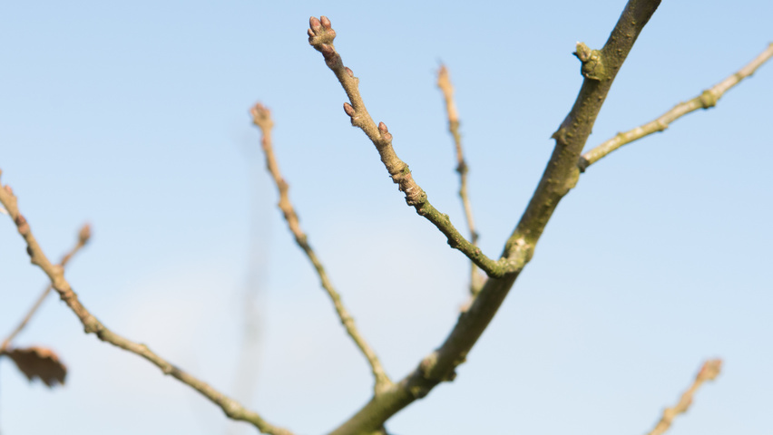Quercus pubescens twijgen