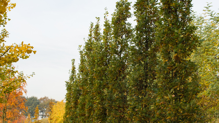 Quercus robur 'Fastigiata' Деревья с центральным стволом и ветвями от земли