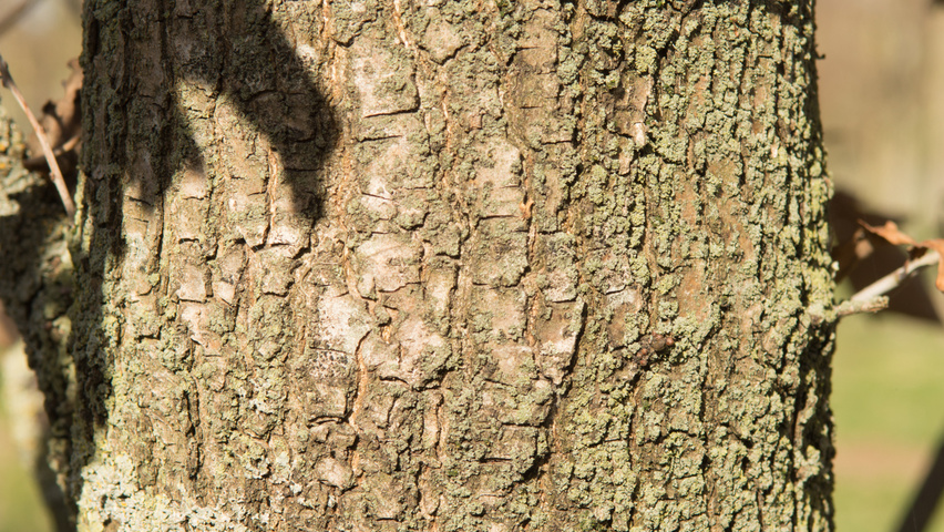Quercus robur 'Fastigiate Koster' bast