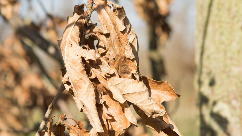 Quercus robur 'Fastigiate Koster' blad