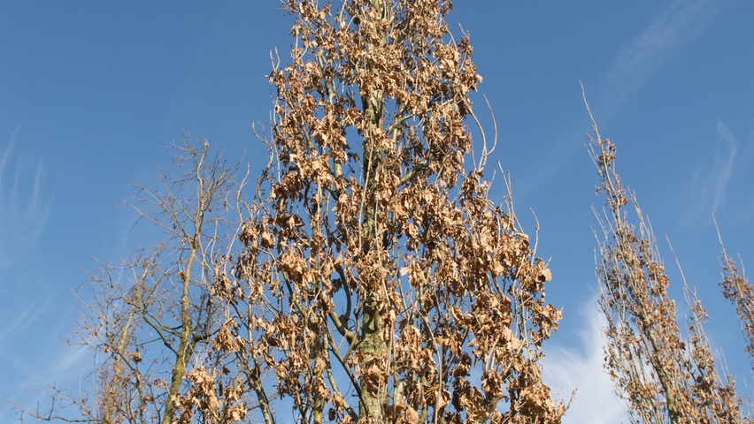 Quercus robur 'Fastigiate Koster' blad