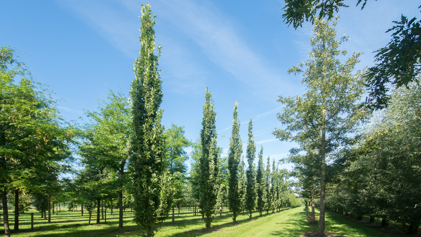 Quercus robur 'Fastigiate Koster' beveerd