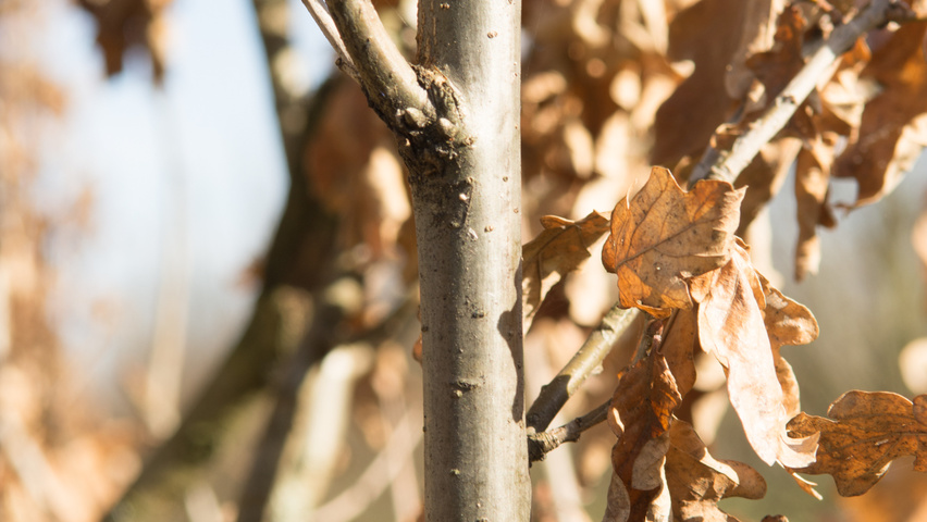 Quercus robur 'Fastigiate Koster' twijgen
