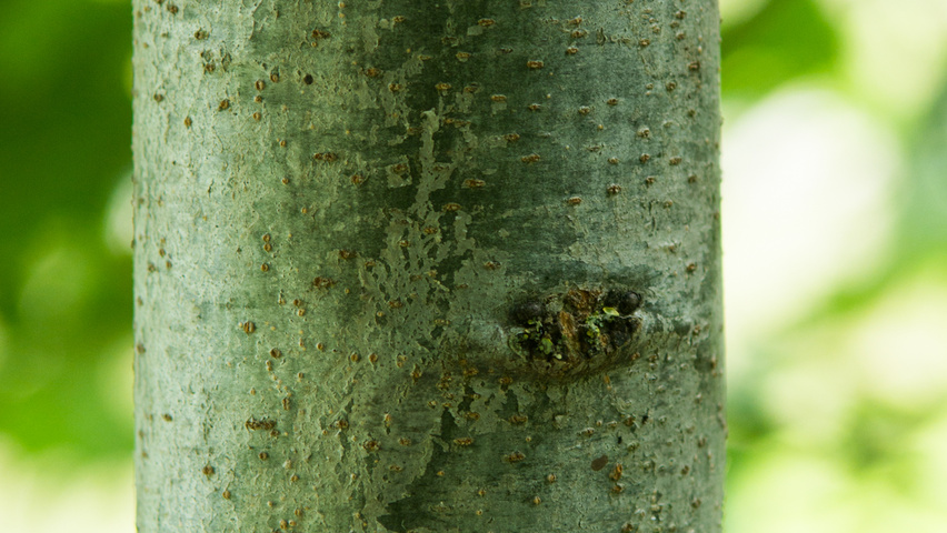 Quercus rubra кора