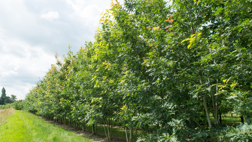 Quercus rubra Многоствольные деревья