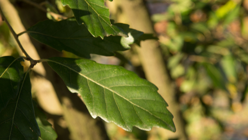 Quercus x turneri 'Pseudoturneri' blad