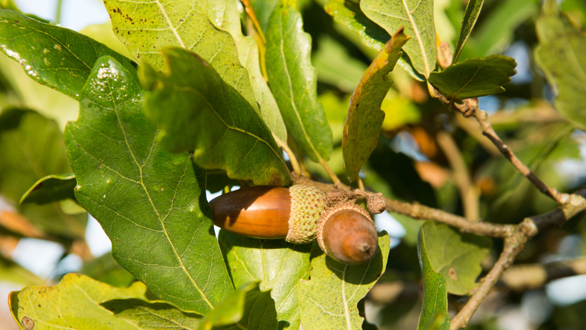 Quercus x turneri 'Pseudoturneri' vrucht