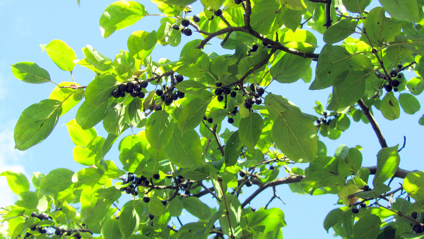 Rhamnus cathartica owoce