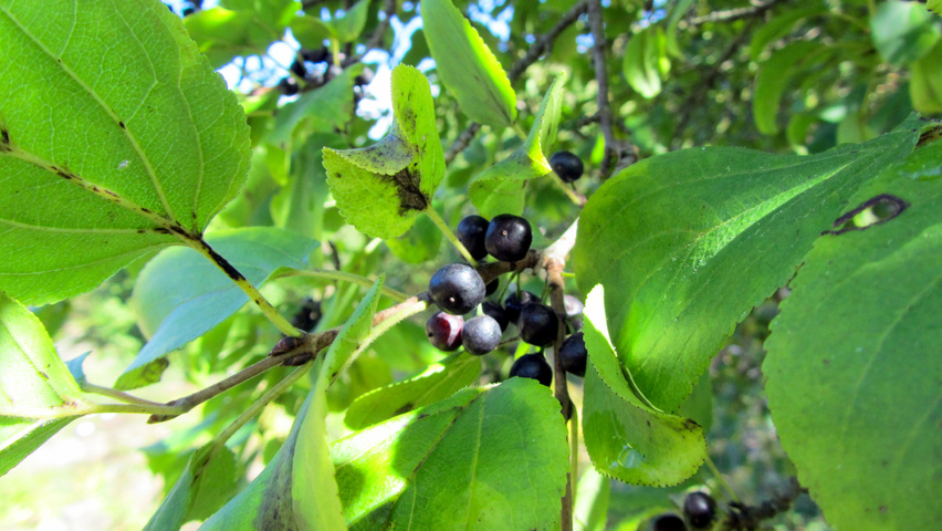 Rhamnus cathartica owoce