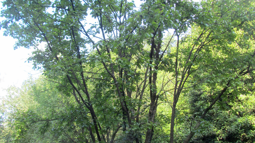 Rhamnus cathartica wielopniowy