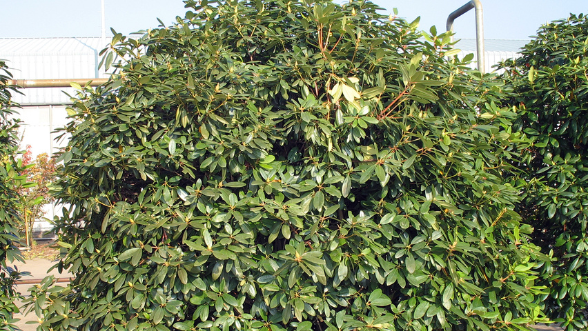 Rhododendron 'Catawbiense Boursault' solitair heesters
