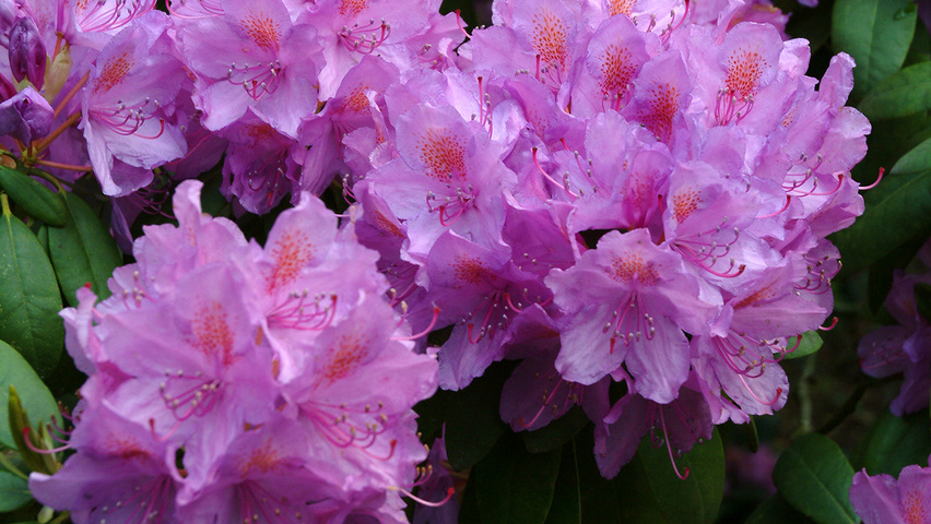 Rhododendron 'Catawbiense Grandiflorum' bloem