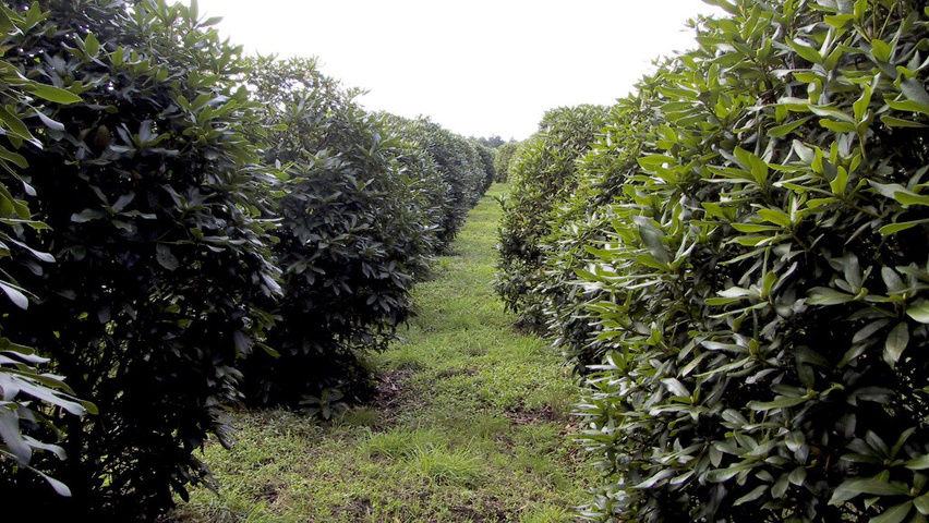 Rhododendron 'Catawbiense Grandiflorum' solitair heesters