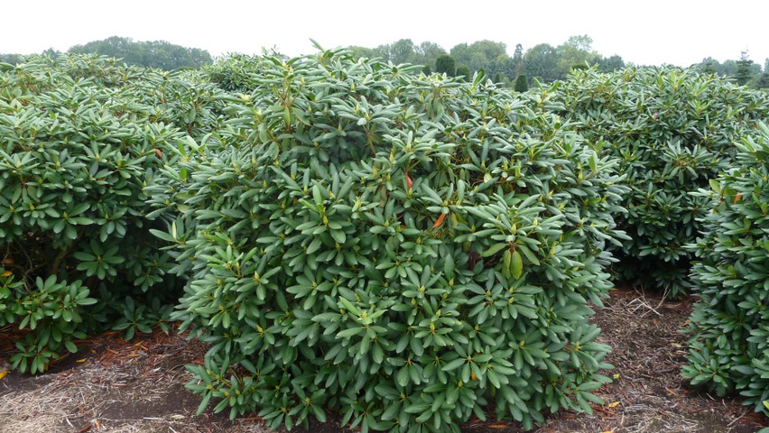 Rhododendron 'Catawbiense Grandiflorum' solitair heesters