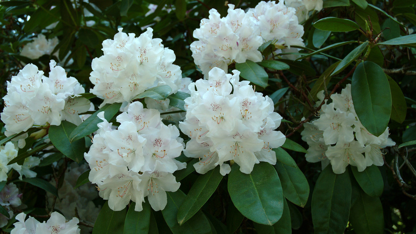 Rhododendron 'Cunningham's White' kwiaty