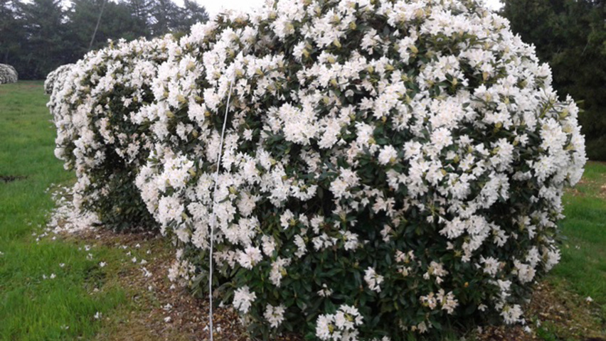 Rhododendron 'Cunningham's White' krzewy soliterowe