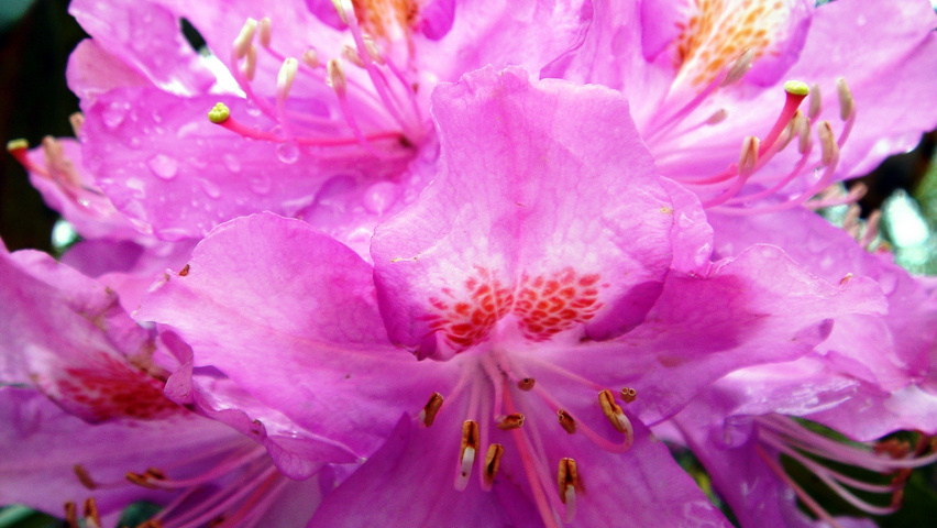 Rhododendron ponticum bloem