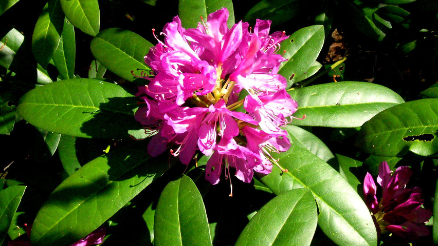 Rhododendron ponticum 'Roseum' цветки
