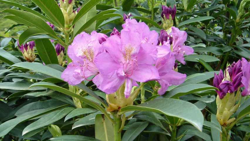 Rhododendron ponticum bloem