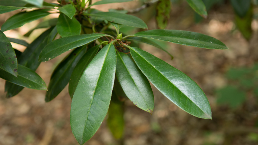 Rhododendron ponticum blad