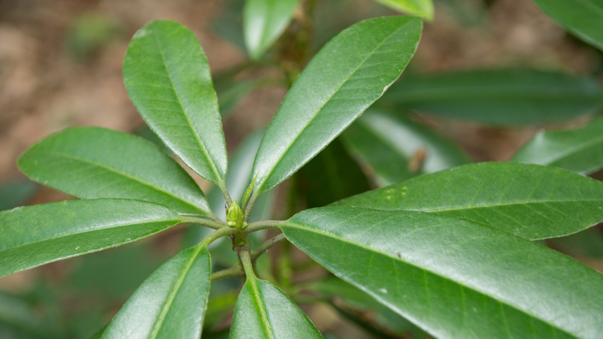 Rhododendron ponticum blad